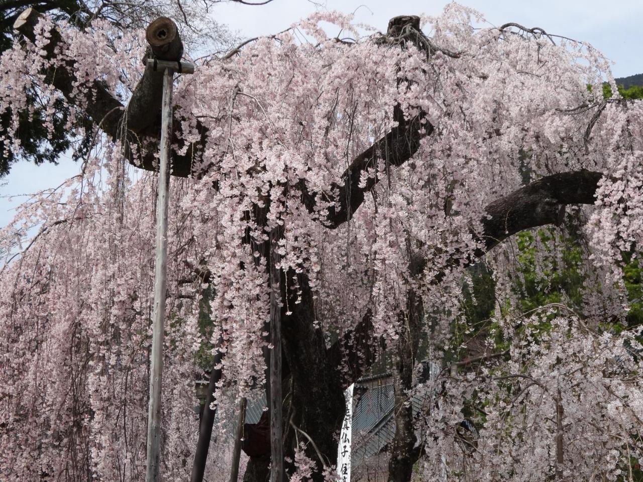 Ryokan Tanakaya Minobu Zewnętrze zdjęcie